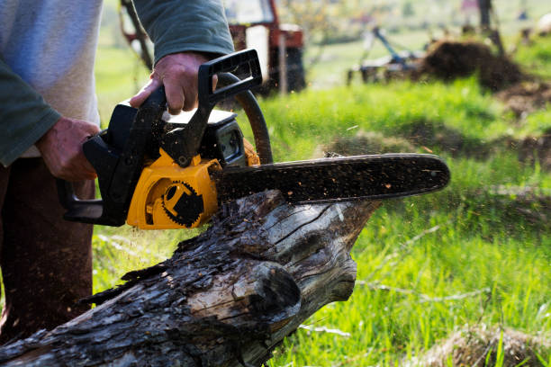 Professional Tree Services in Cut Off, LA